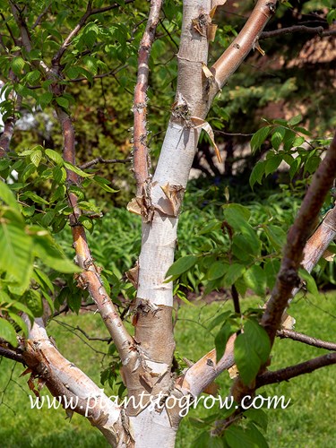 Chinese Red Birch (Betula albosinensis)
This is a younger tree so the bark probably isn't as colorful as a more mature tree.